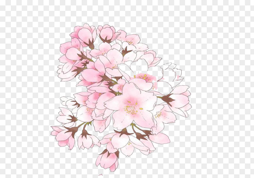 Pink Cherry Blossom Illustration Image Drawing PNG
