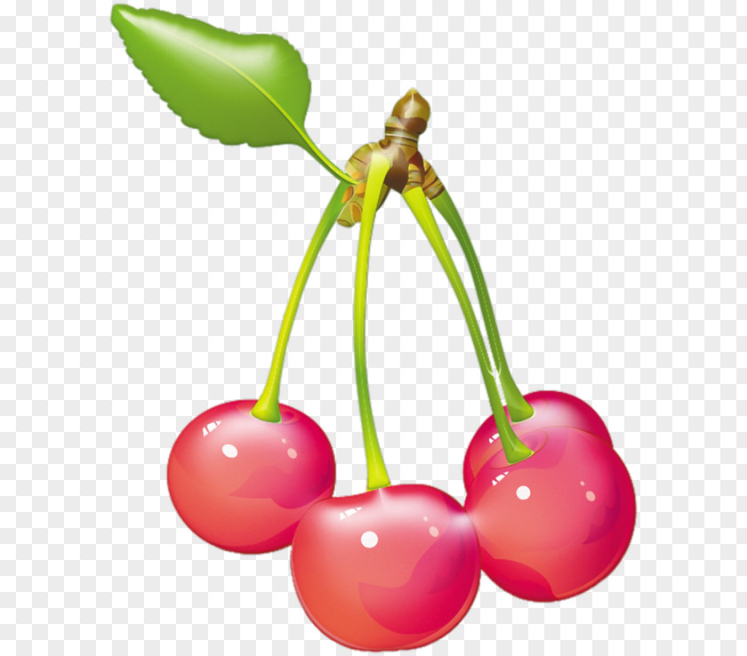 Pink Fruit Cherry Adobe Illustrator Illustration PNG