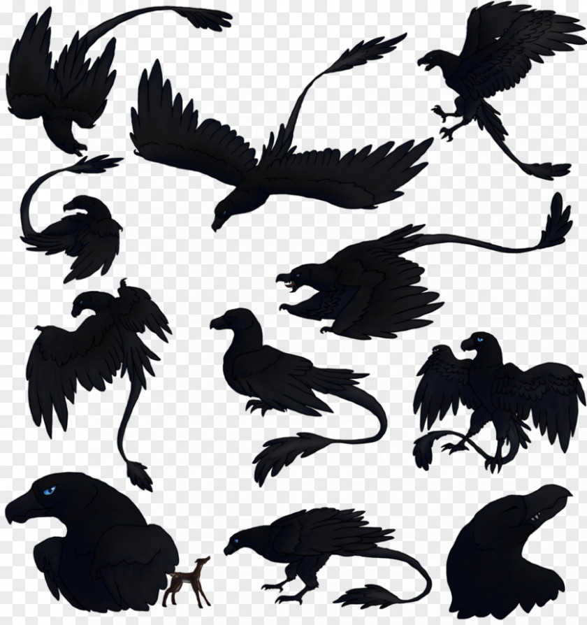 Ap Illustration WILDLIFE (M) Fauna Beak Silhouette Feather PNG