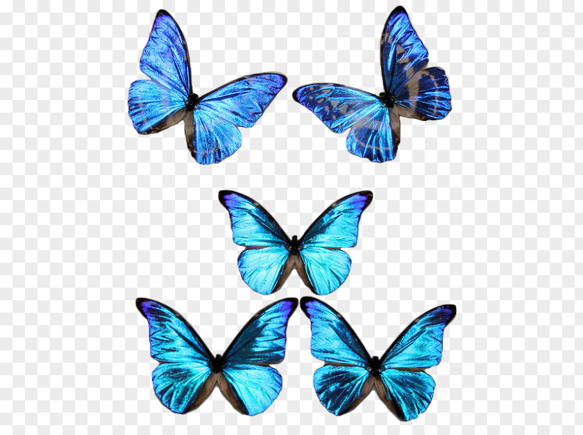 Blue Butterfly Insect Morpho Rhetenor Cypris Aurora PNG