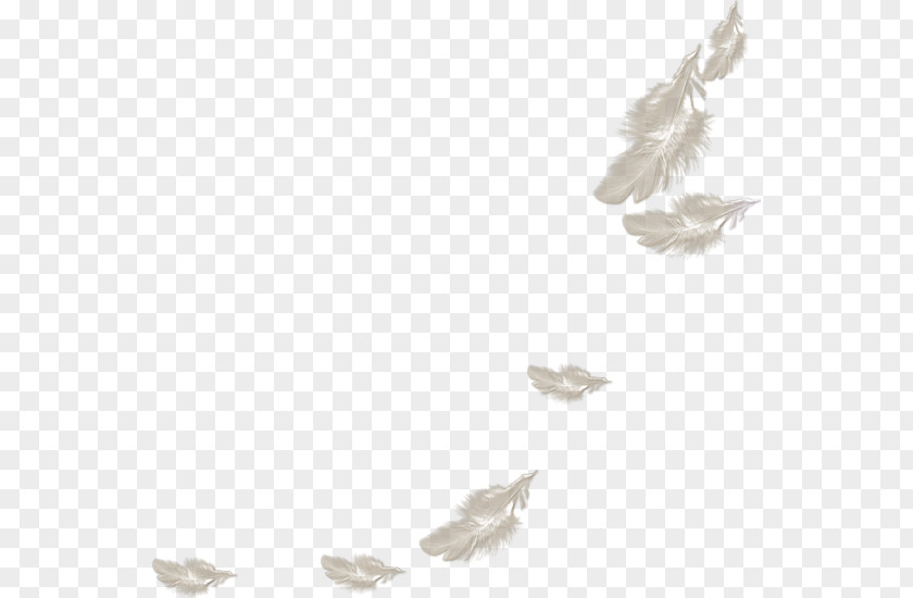 Cartoon Painted White Feathers Feather PNG