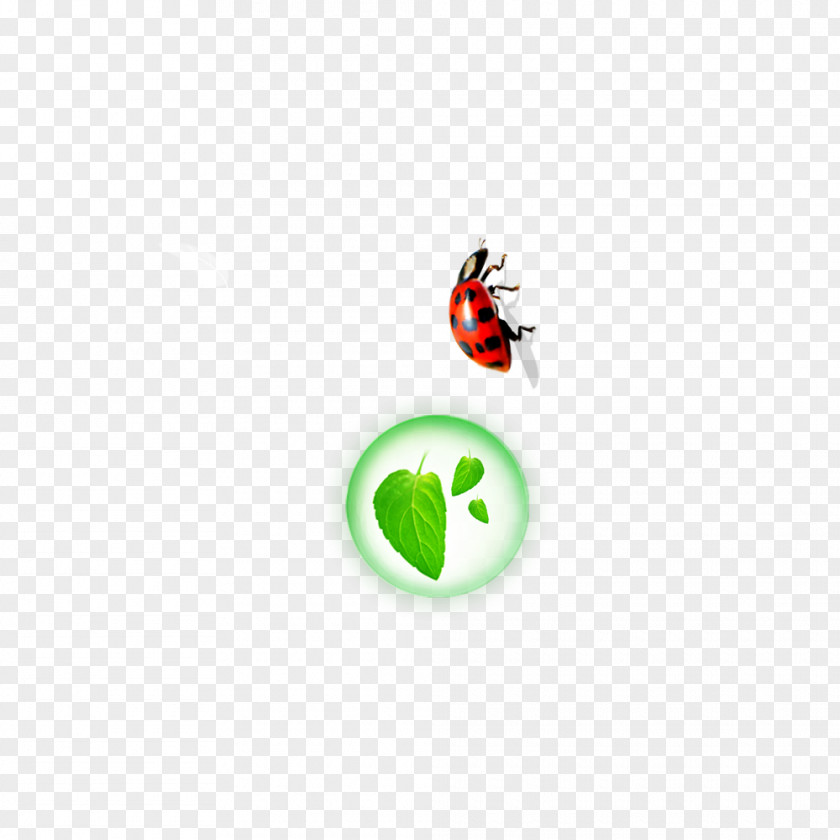 Insect Leaves Leaf Euclidean Vector Icon PNG