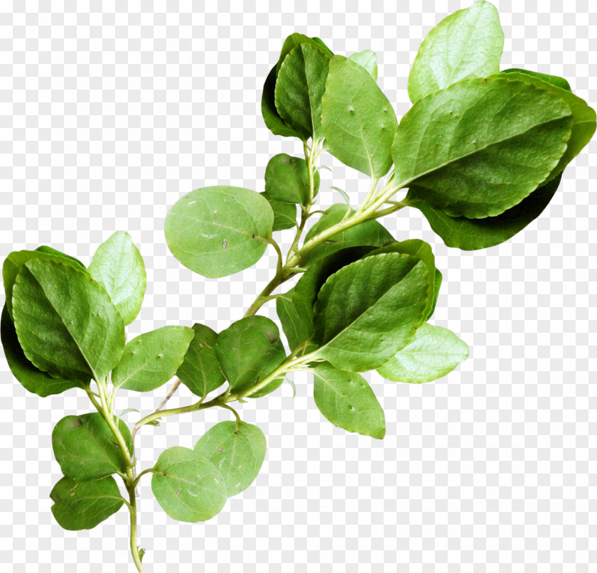 Leaf Branch Green Plant Stem Clip Art PNG