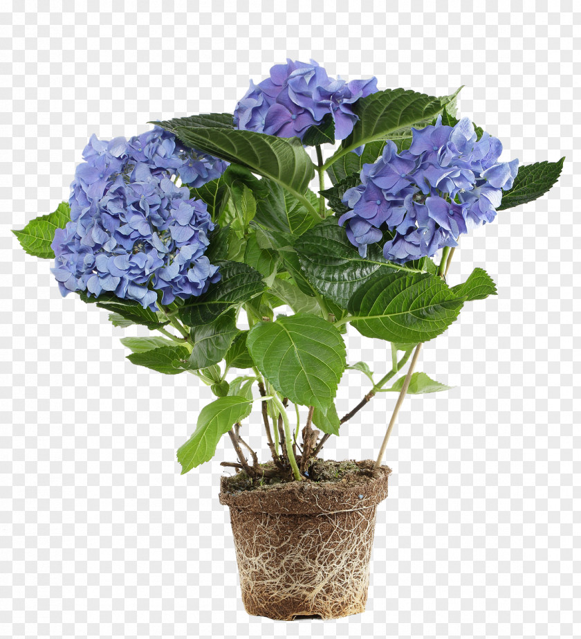 Potted Purple Flowers Flowerpot Flower Box Hydrangea Bonsai PNG