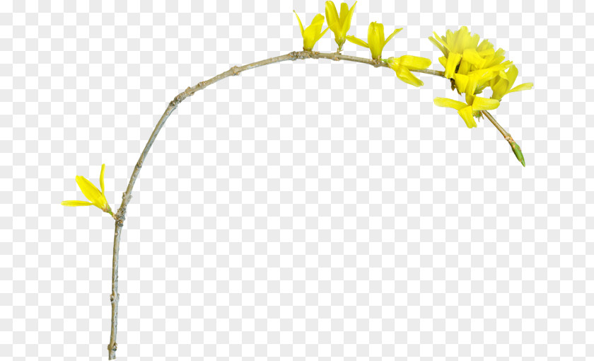 Forum Flower Yellow Image Branch PNG