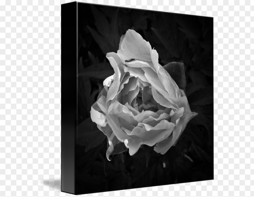 Peony White Black And Photography PNG