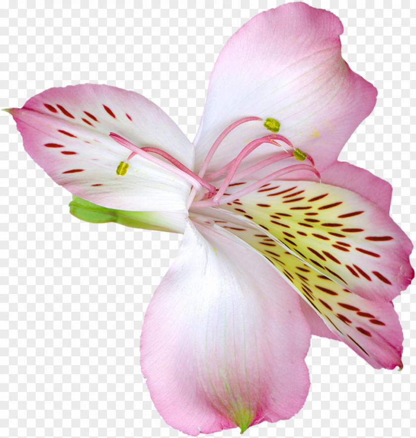 Pink Transparent Lily Flower Clipart Lilium Clip Art PNG