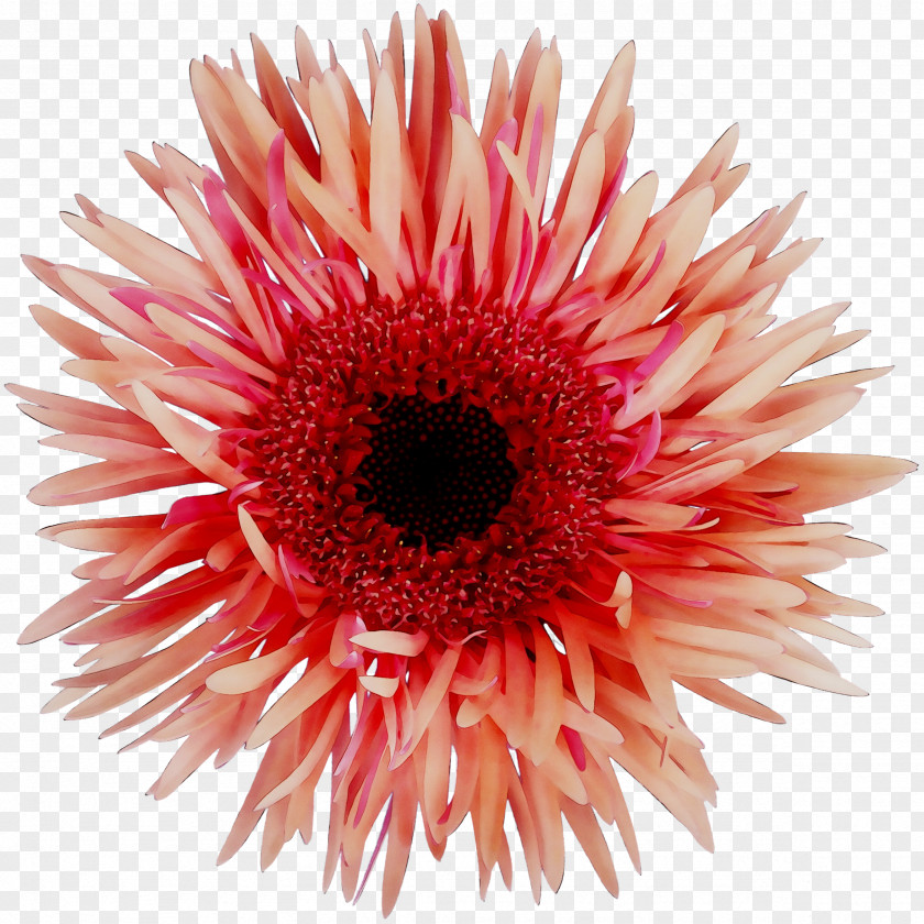 Transvaal Daisy Chrysanthemum News Cut Flowers Investment PNG