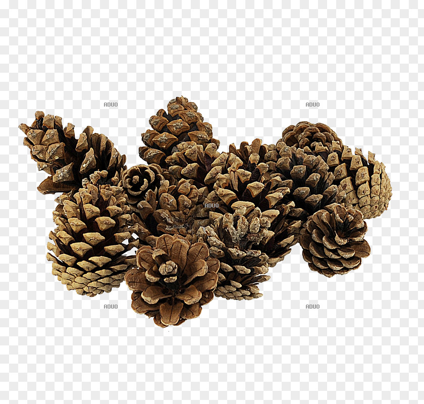 Wood Pine Conifer Cone Fir Agaricus PNG
