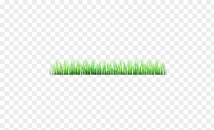 Green Grass Plant Family Lawn PNG