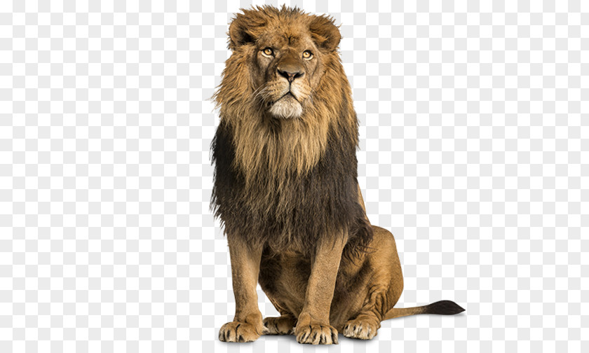 Lion White Stock Photography Tiger PNG