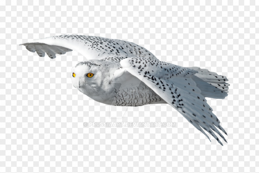 Owl Bird Of Prey Snowy Beak PNG