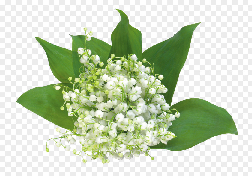 Premier Card Lily Of The Valley Flower Clip Art PNG
