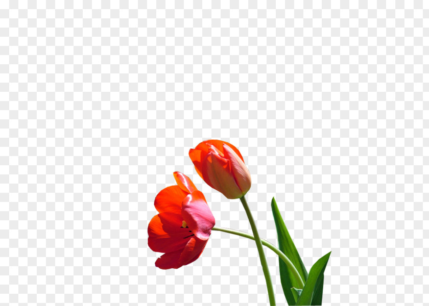 Tulip Cut Flowers Plant Stem Desktop Wallpaper Bud PNG