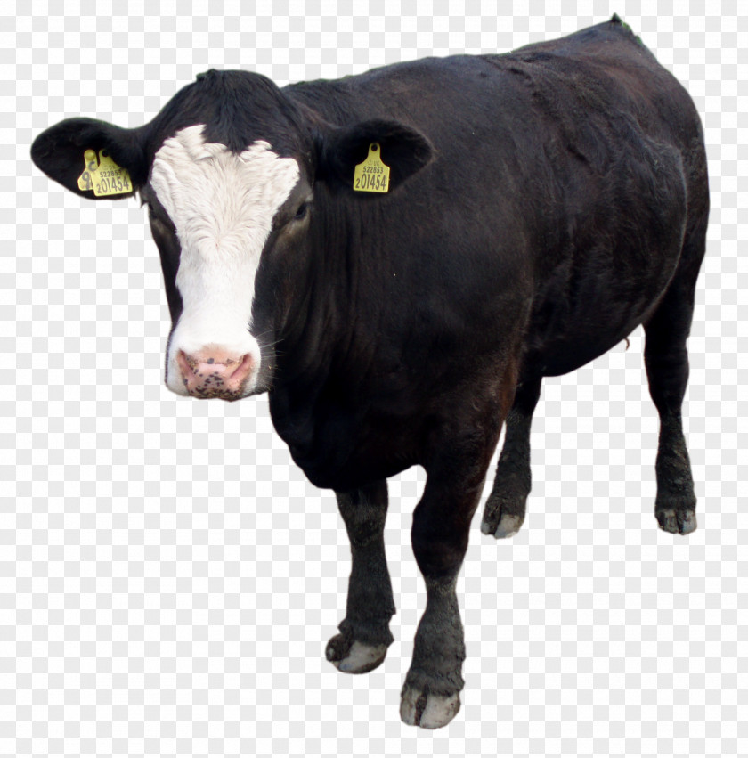 Black Cow Image, Download Picture Cattle PNG