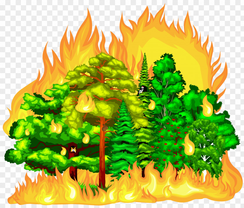 Forest Fire PNG