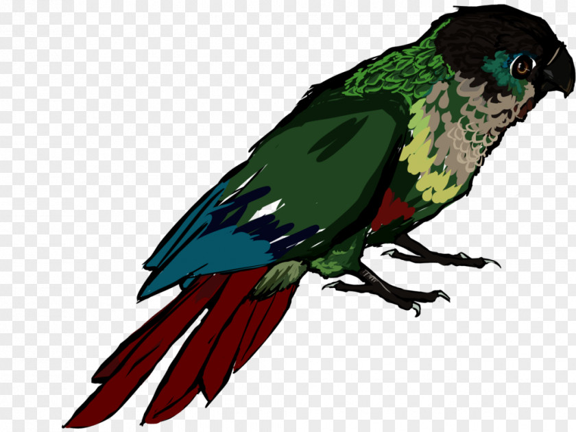 Local News Macaw Beak Feather Clip Art Fauna PNG