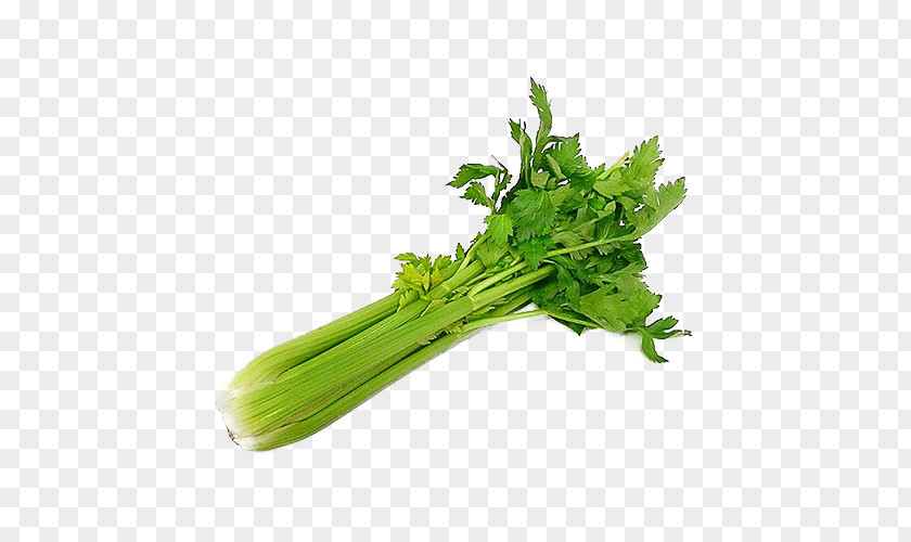 Vegetable Wild Celery Organic Food Salad PNG