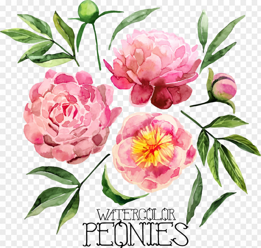 Hand-painted Peony PNG