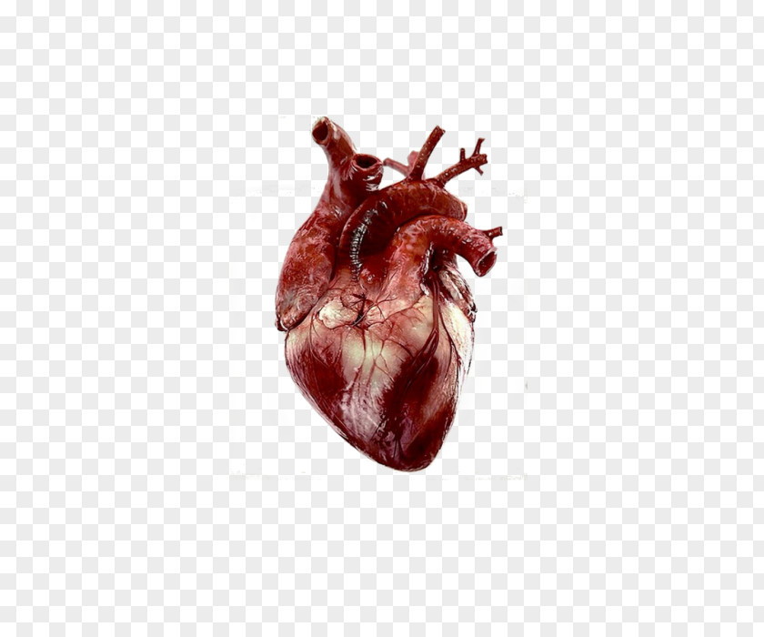 Heart Anatomy Human Body Giphy PNG