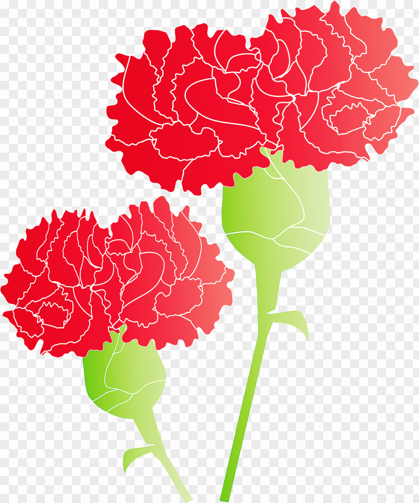 Mothers Day Carnation Flower PNG