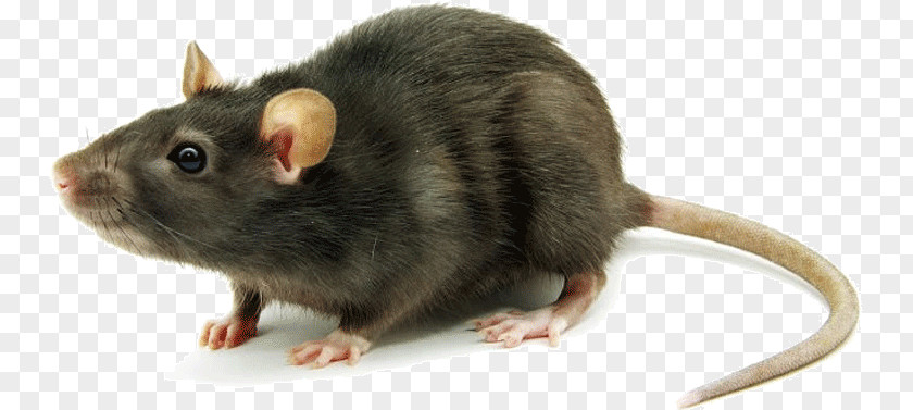 Pest Control Fancy Mouse Rodent Brown Rat Black PNG