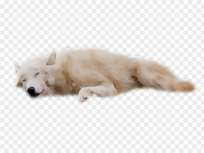 Dog Breed Japanese Spitz German Samoyed Volpino PNG