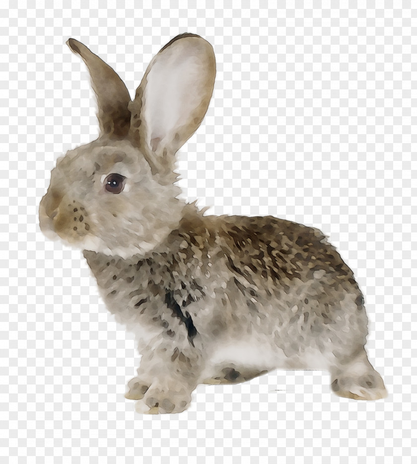 Domestic Rabbit Leporids Easter Bunny PNG