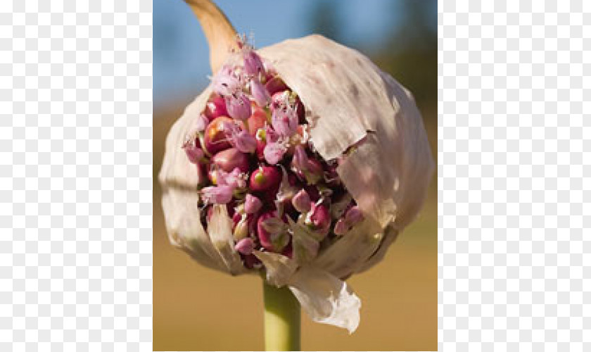 Garlic Seed Ramsons Bulb Seasoning PNG