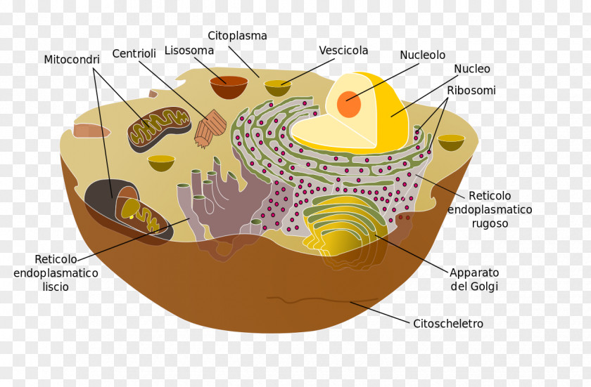 Libri Organelle Cell Membrane Cytoplasm Eukaryote PNG