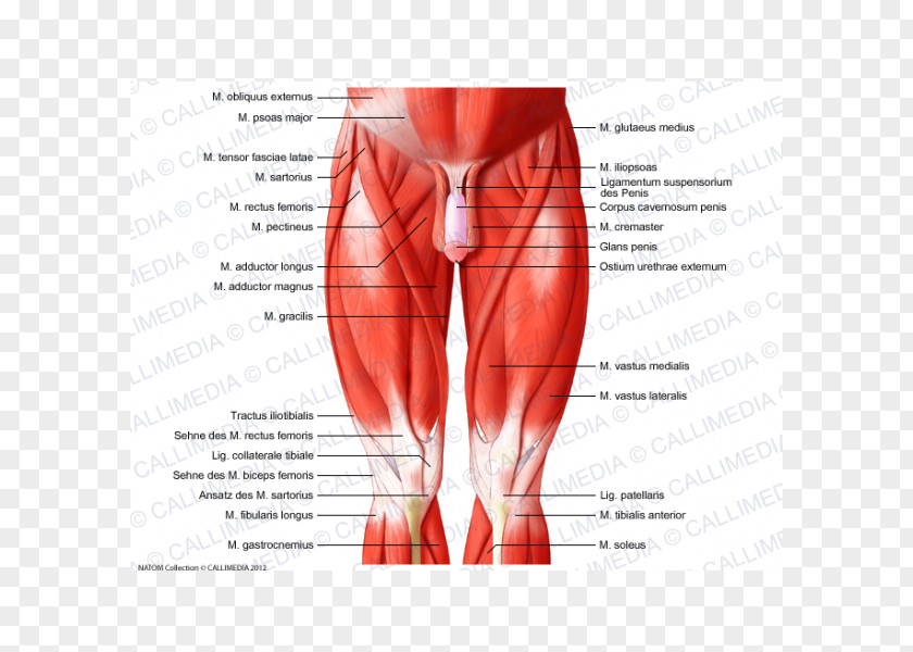 Muscles Of The Hip Knee Muscular System Human Body PNG