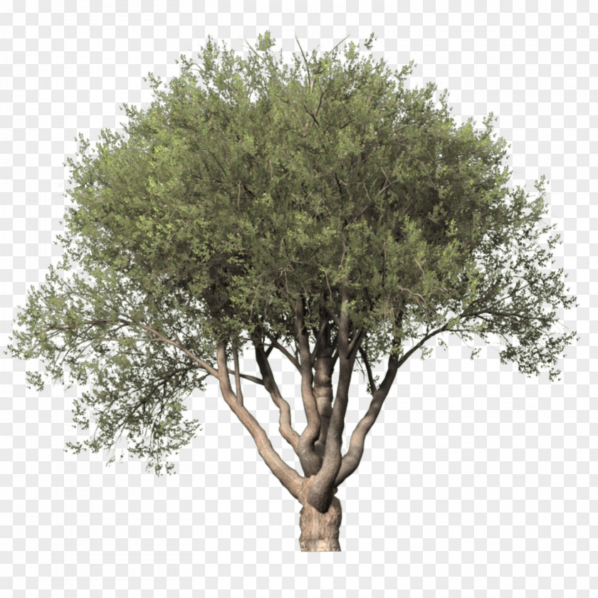 Tree Top Digital Image Clip Art PNG