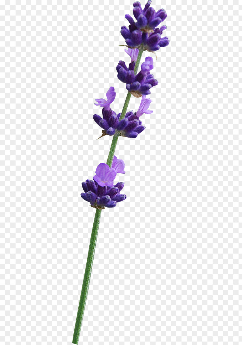 Violet English Lavender Common Sage Plant Stem PNG
