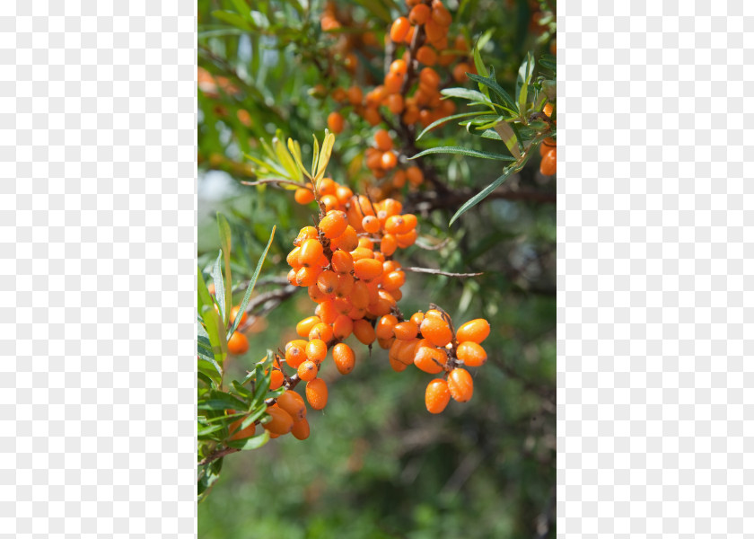 Plant Gooseberry Seaberry Blackcurrant Shrub Fruit Tree PNG