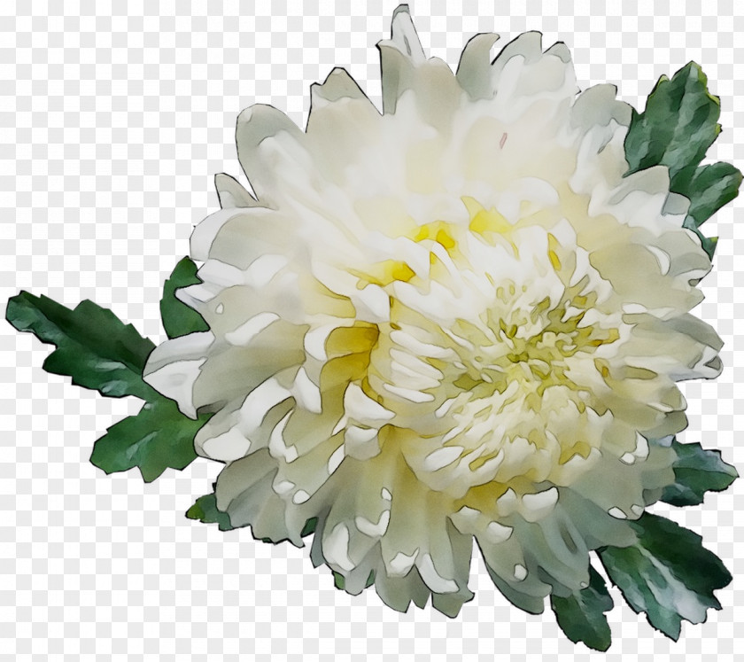 Chrysanthemum Cut Flowers Annual Plant Plants PNG