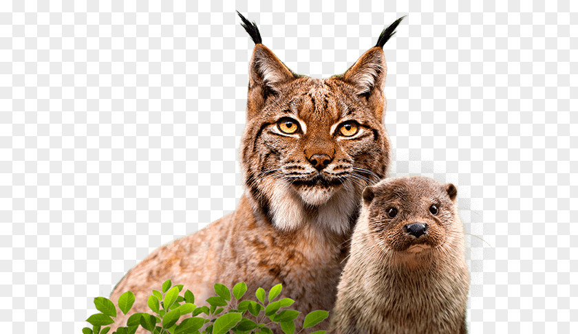 Theaterical Cat Whiskers Eurasian Lynx Wildlife Conservation Animal PNG