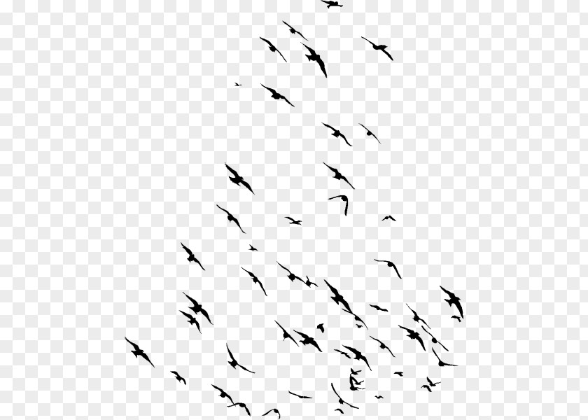 Blackandwhite Animal Migration Flock White Bird Text PNG