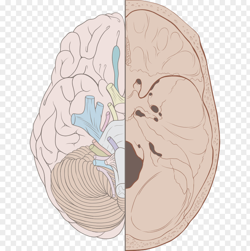 Brain Cranial Nerves Cavity Base Of Skull Olfactory Nerve PNG