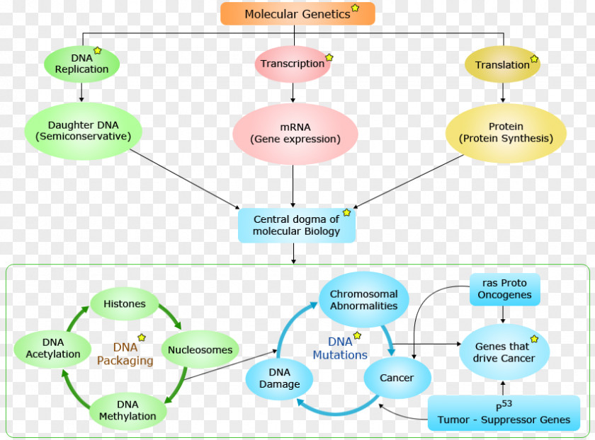 Detail Map Of Bacteria And Viruses Molecular Genetics Biology Mendelian Inheritance PNG