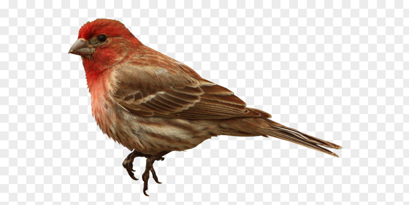 Bird House Finch PNG