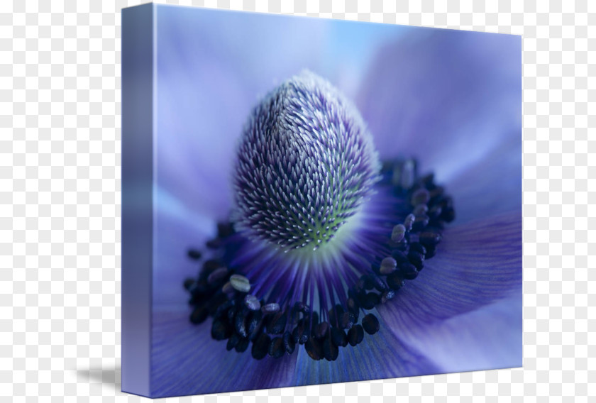 Blue Anemone Sky Beauty Violet Good PNG
