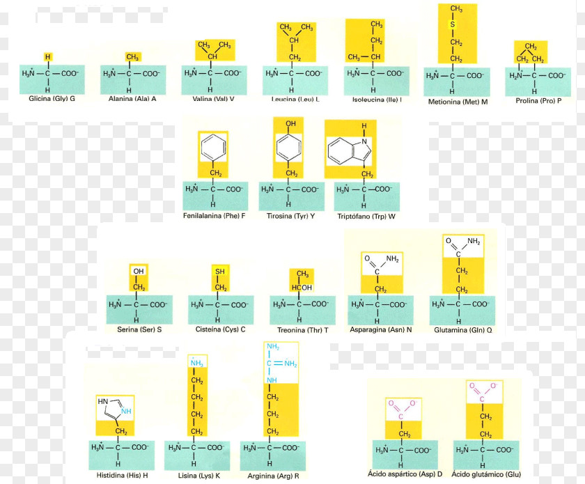 Griffith's Experiment Amino Acid Protein Biosynthesis DNA Gene PNG