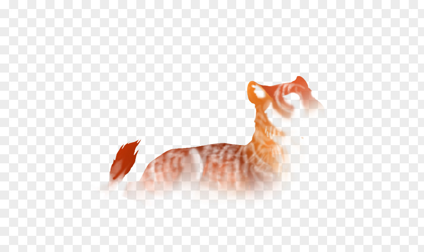 Kitten Whiskers Tabby Cat Paw PNG