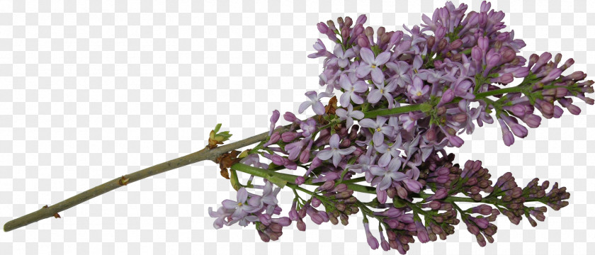 Lilac Cut Flowers Tree Clip Art PNG