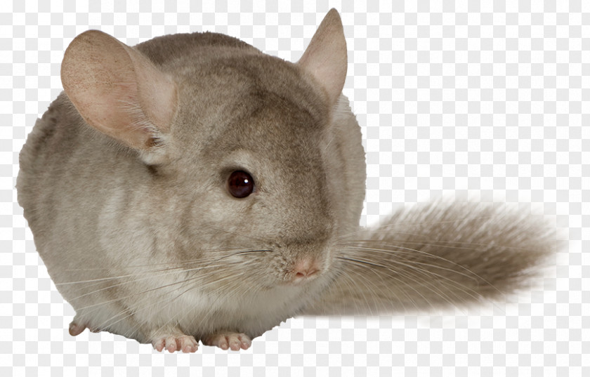 Mouse Long-tailed Chinchilla Rodent Guinea Pig Brown Rat PNG