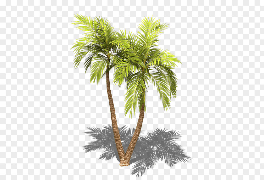 Sprite Asian Palmyra Palm Arecaceae Tree Isometric Projection PNG