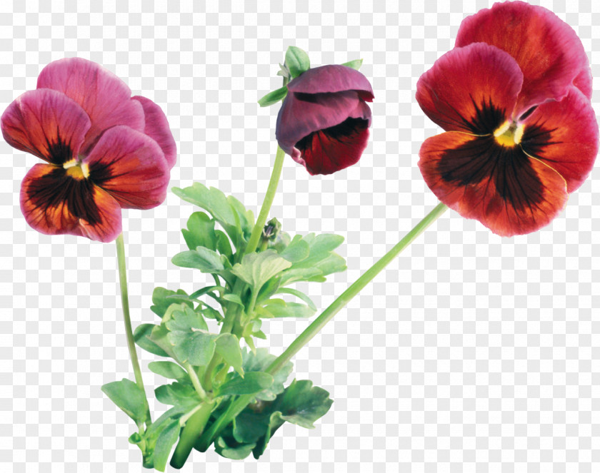 Violet Pansy Flower Plant Clip Art PNG