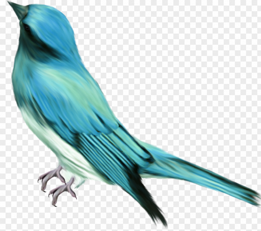 Blue Bird Polyvore Clip Art PNG
