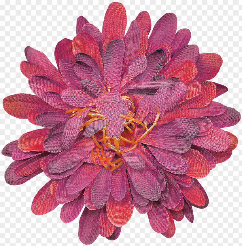 Chrysanthemum Dahlia Cut Flowers Magenta Petal PNG