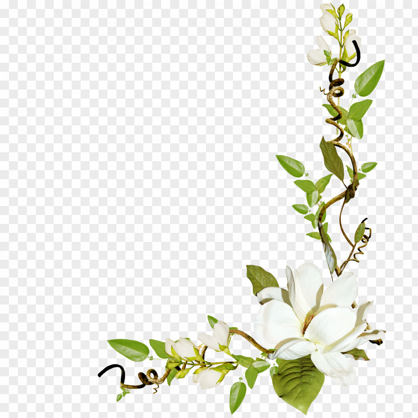 Leaves And White Flowers PNG and white flowers clipart PNG